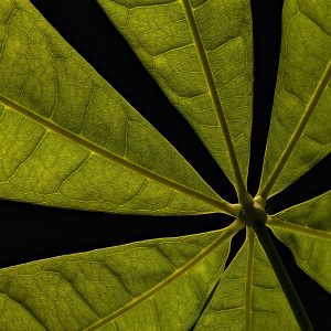 Johannes Heumann - Blatt