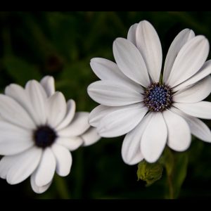 Matthias Bayer - Blüte