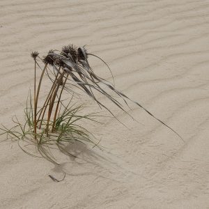 Günther Holzinger - Wüstengras