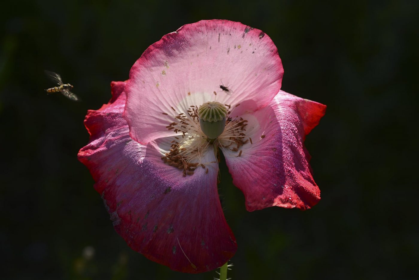 Ulrich Kalthoff - Mohn