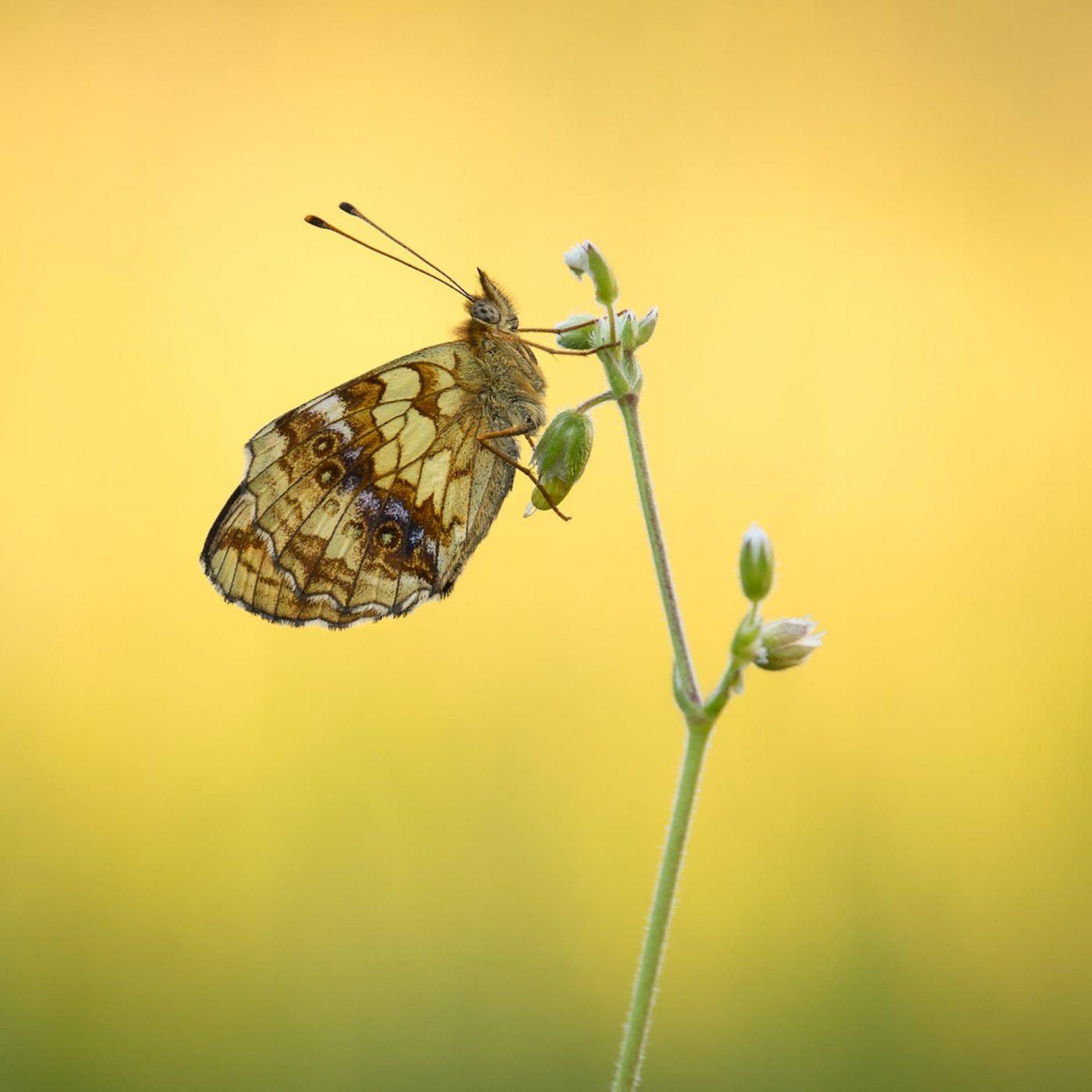 Torsten Christ - Bedrohte Vielfalt