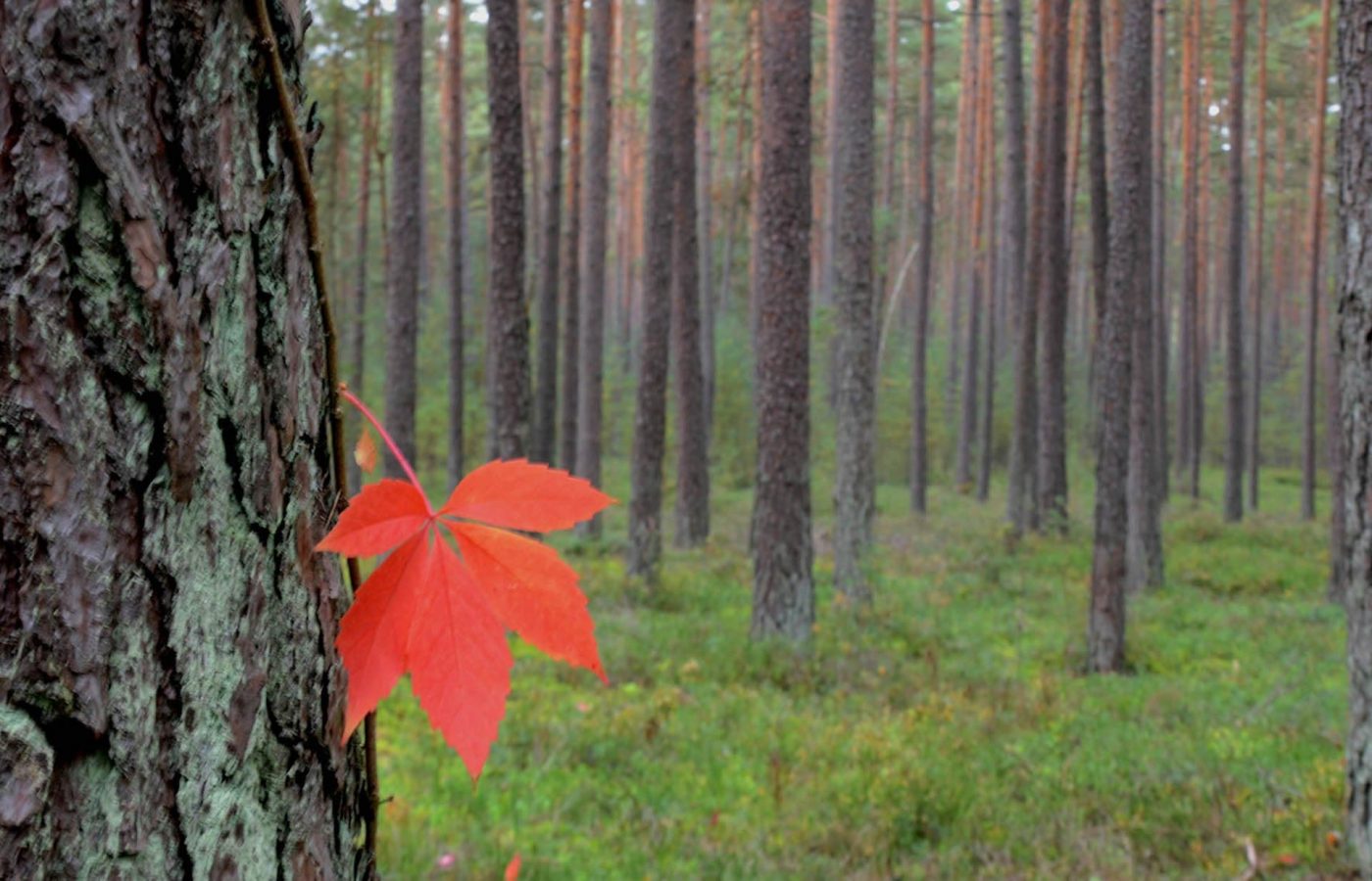 Werner Eischer - Wald