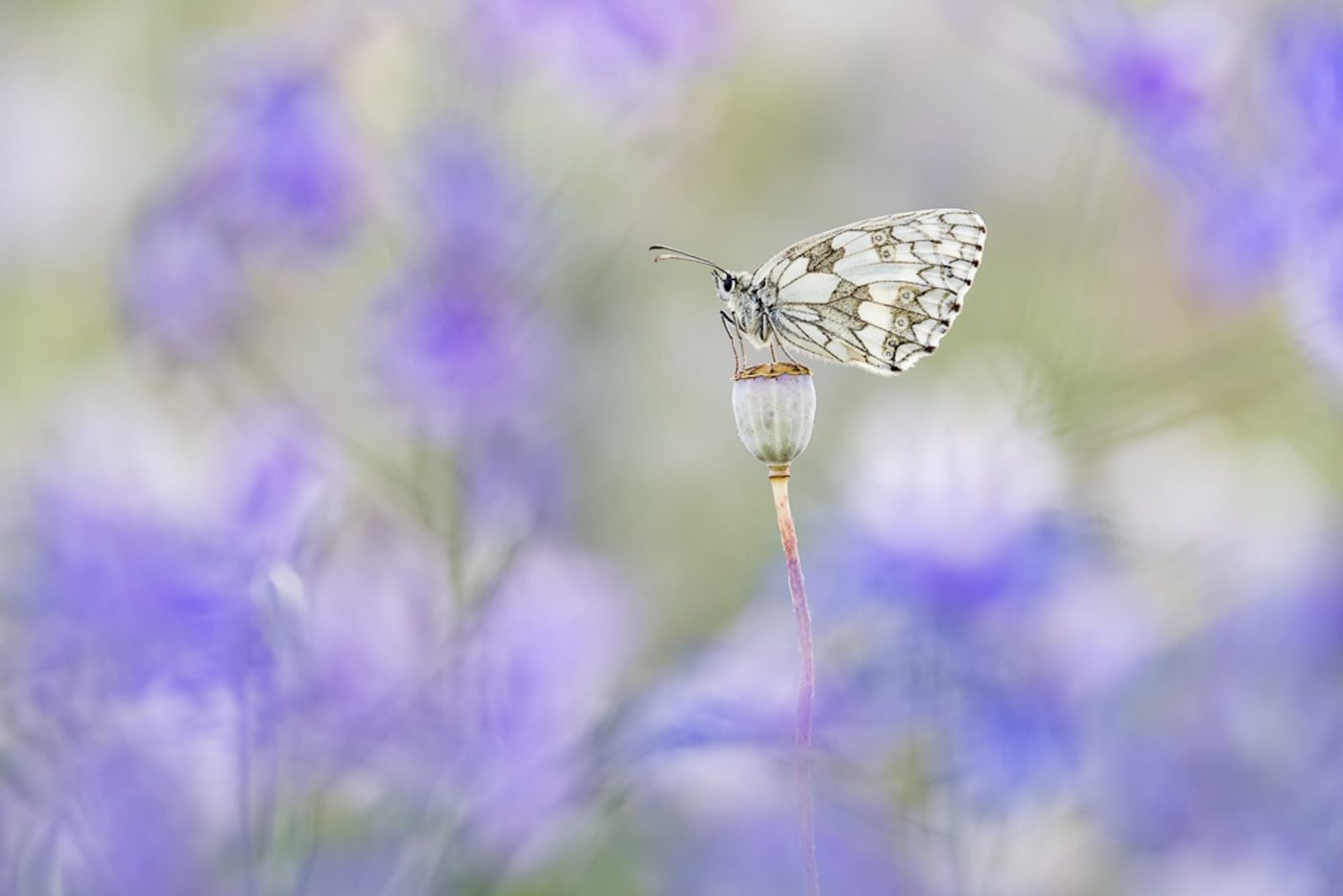 Chessboard and Blue - Foto: Torsten Christ