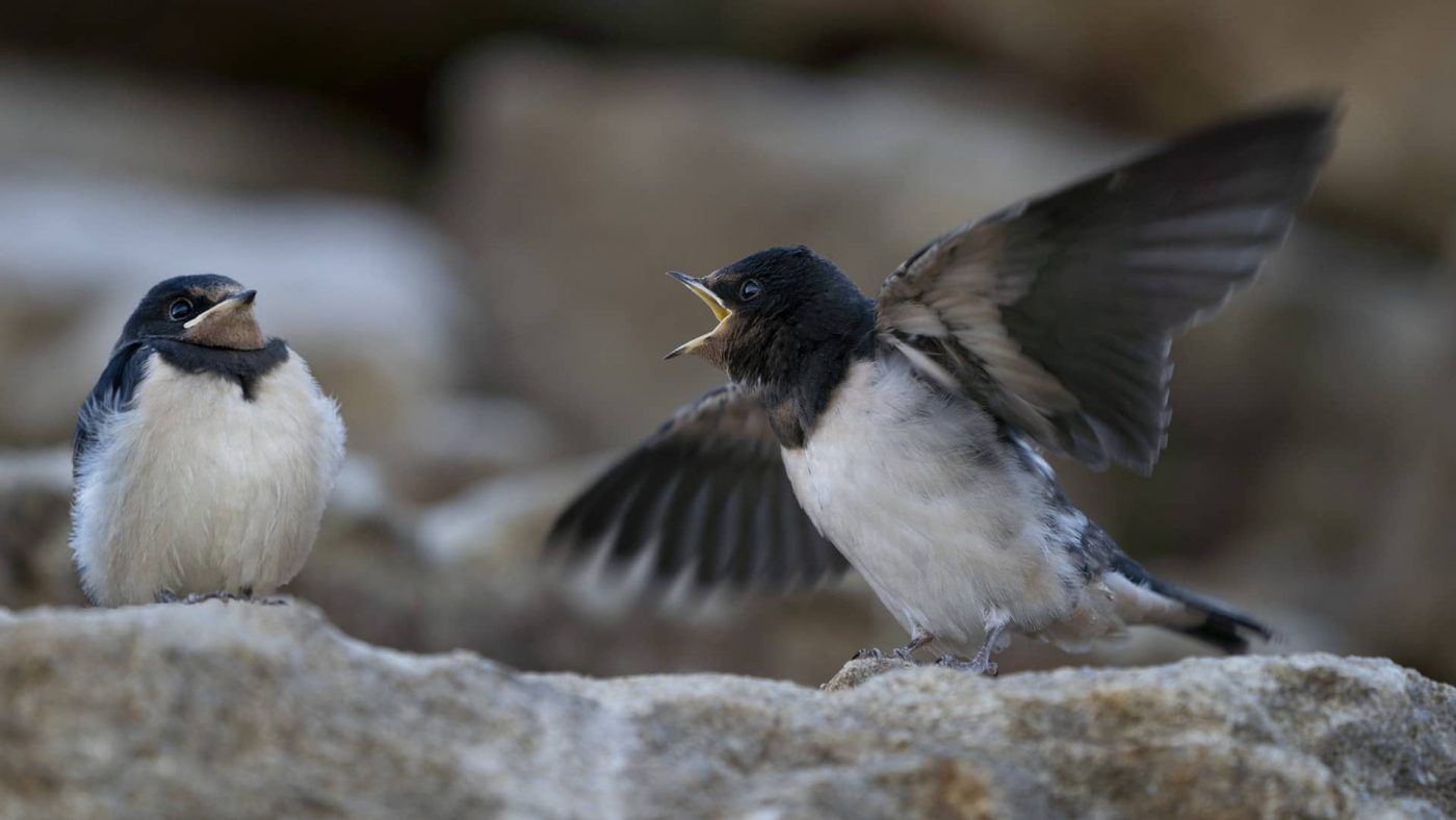 Eingeschnappt - Foto: Jürgen Maicher