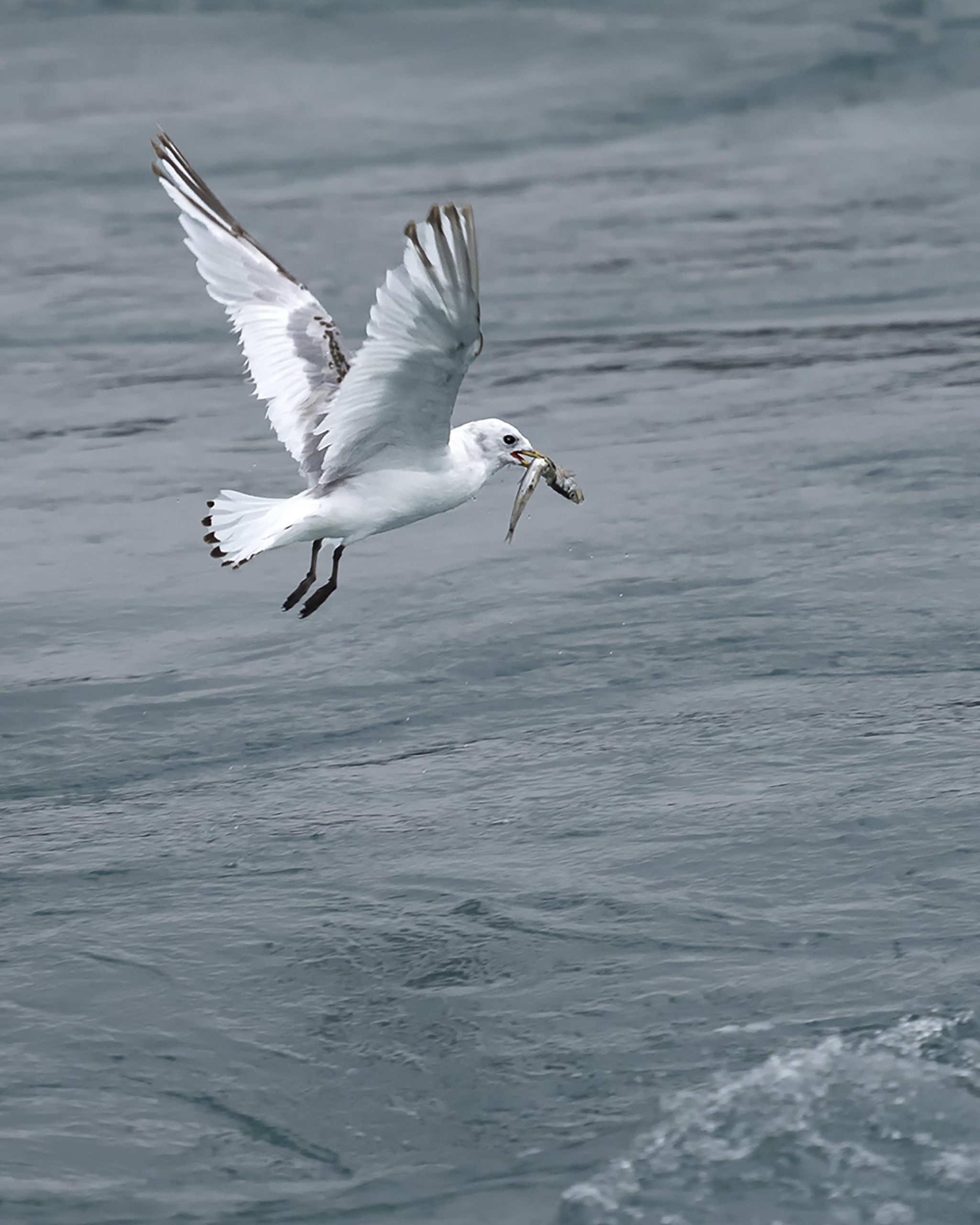 Gefangen - Foto: Jürgen Maicher