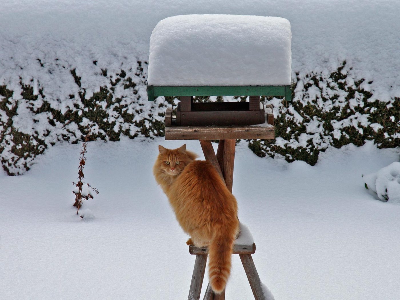 Garfield - Foto: Günther Holzinger