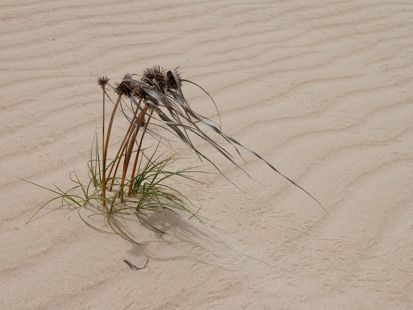 Wüstengras - Foto: Günther Holzinger