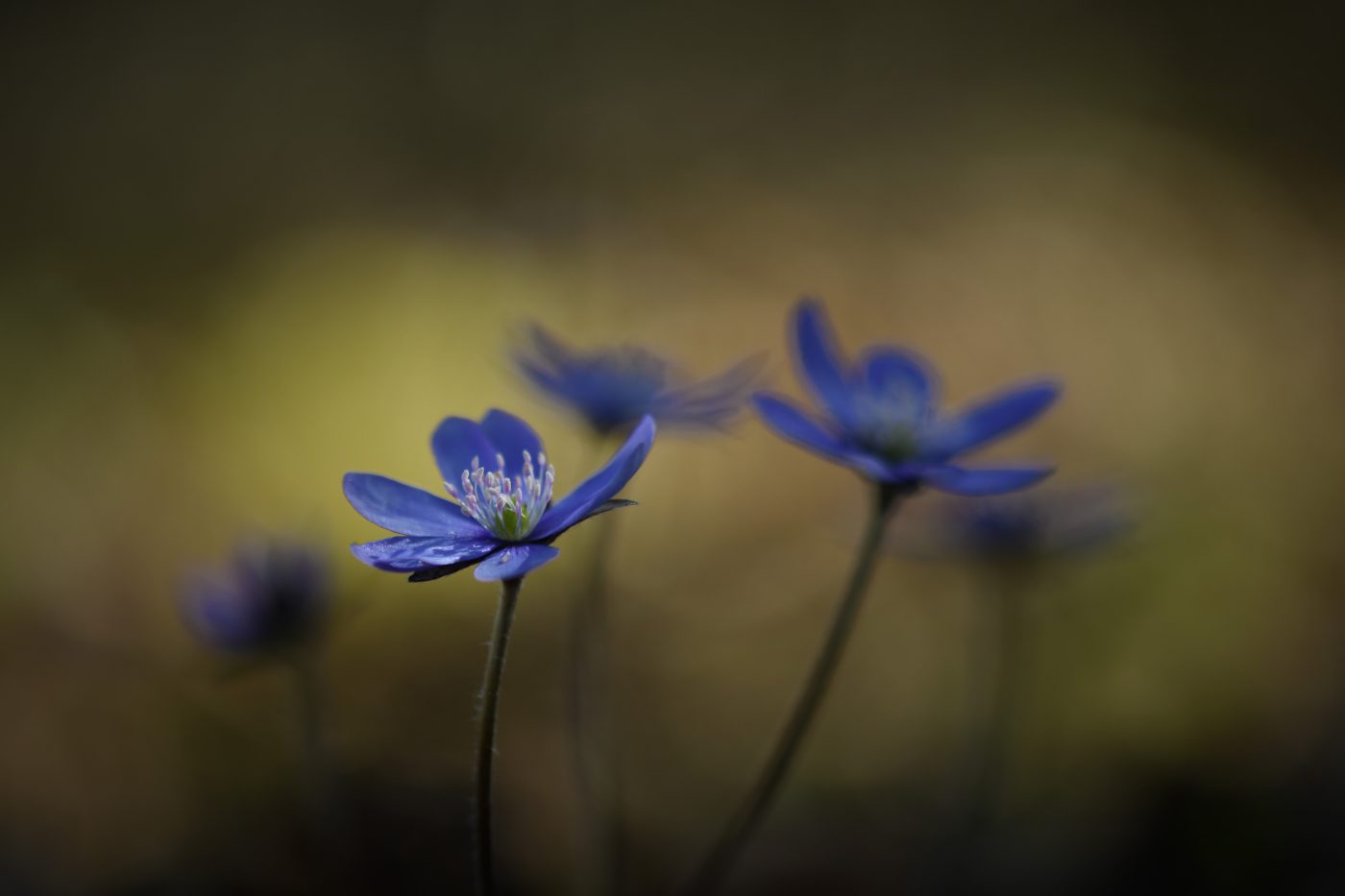 Leberblümchen - von Susanne Deinhardt