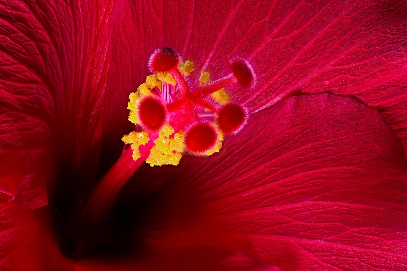 Hibiskus - von Hannes Heumaann