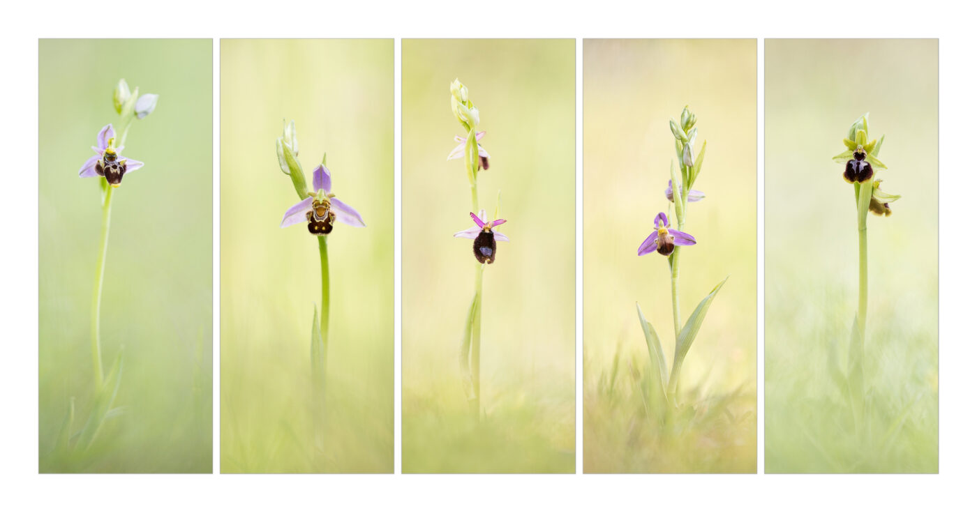 Ophrys - aufgenommen und arrangiert von Torsten Christ