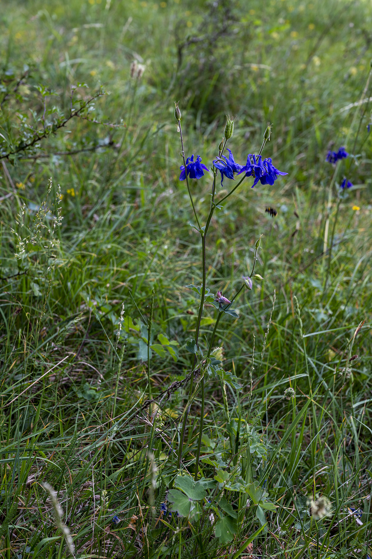 Blaue Akelei - Foto: Sieglinde Hankele