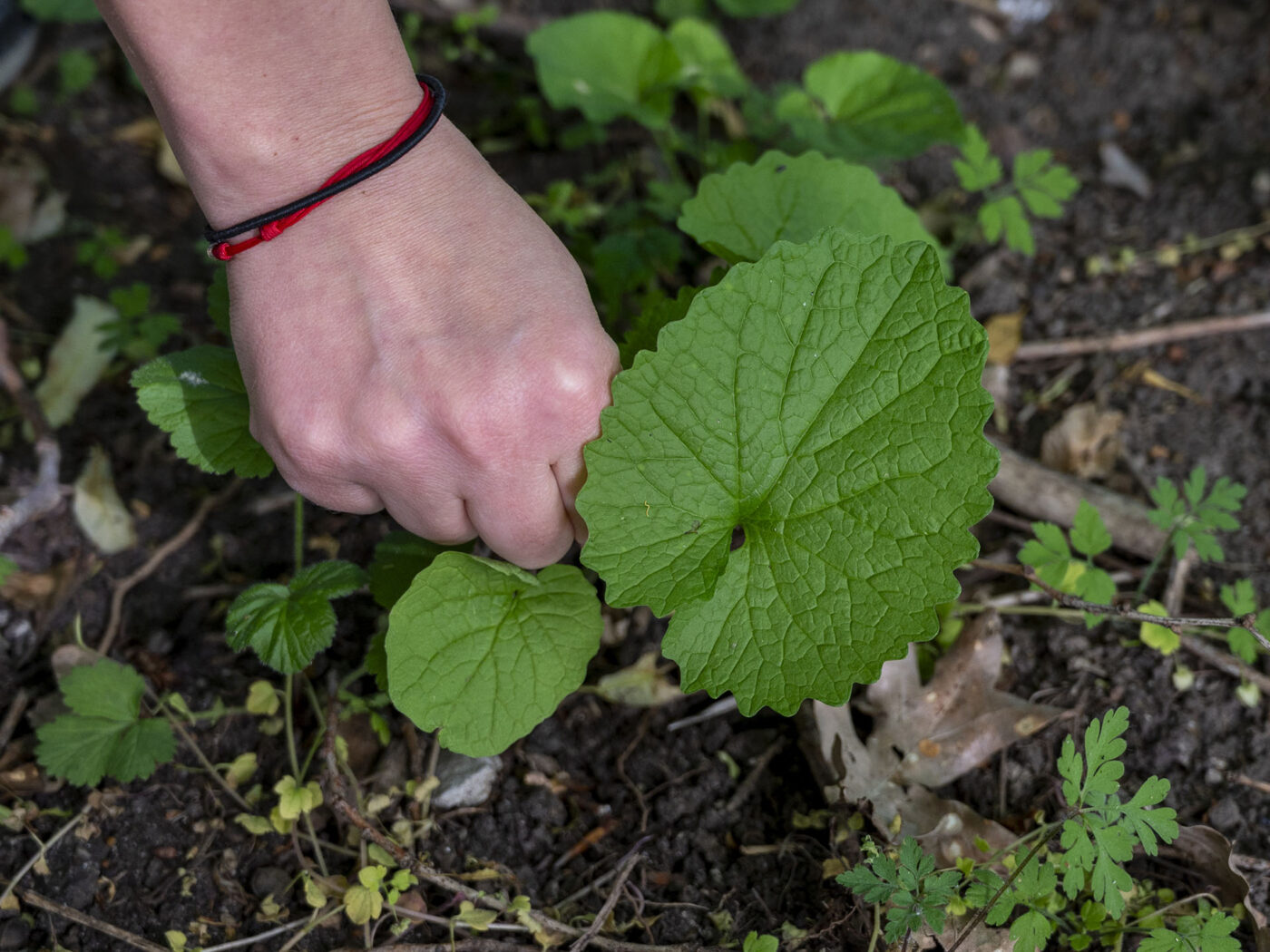 Knoblauchsrauke - Foto: Sieglinde Hankele