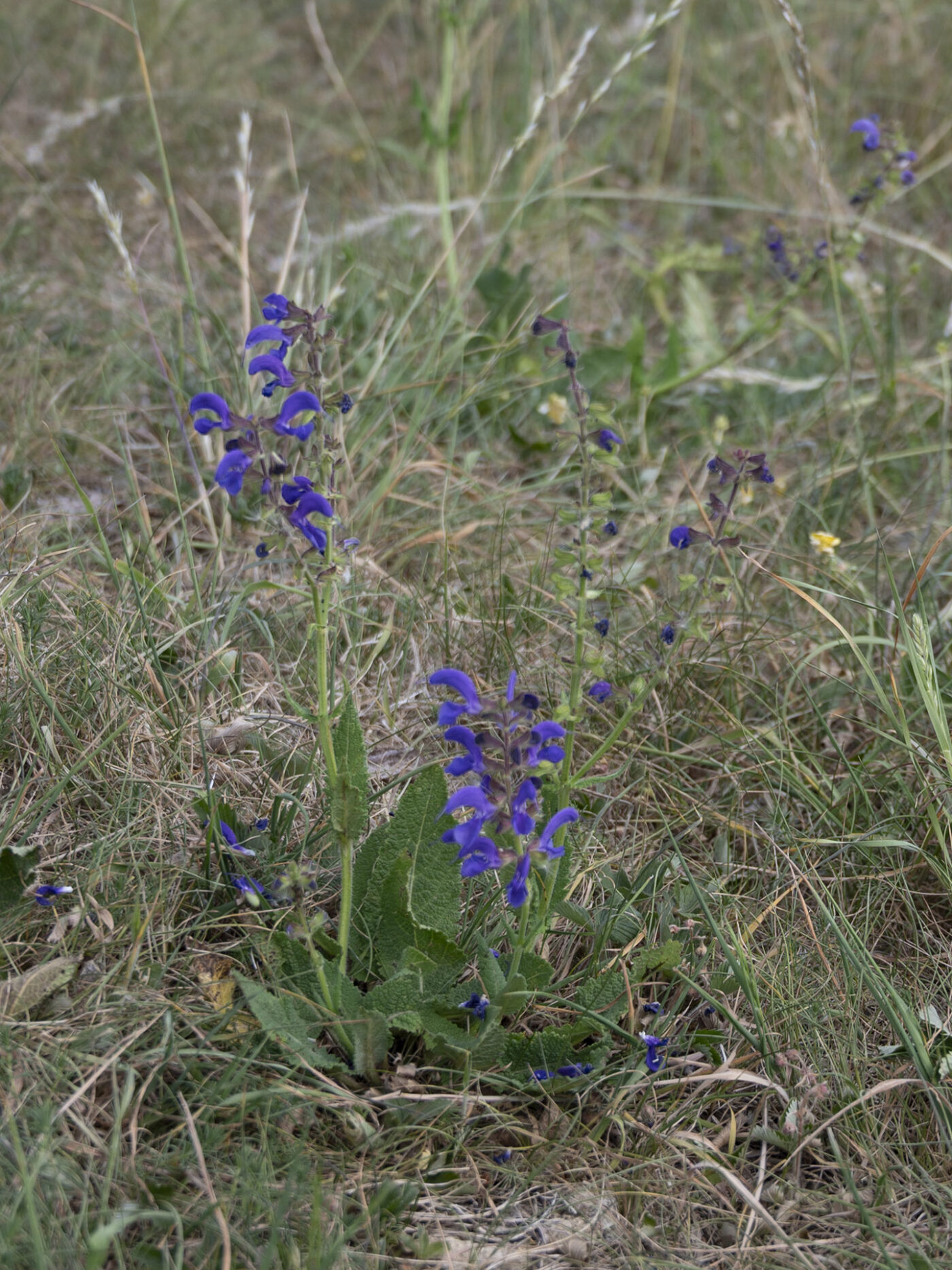 Salbei - Foto: Sieglinde Hankele