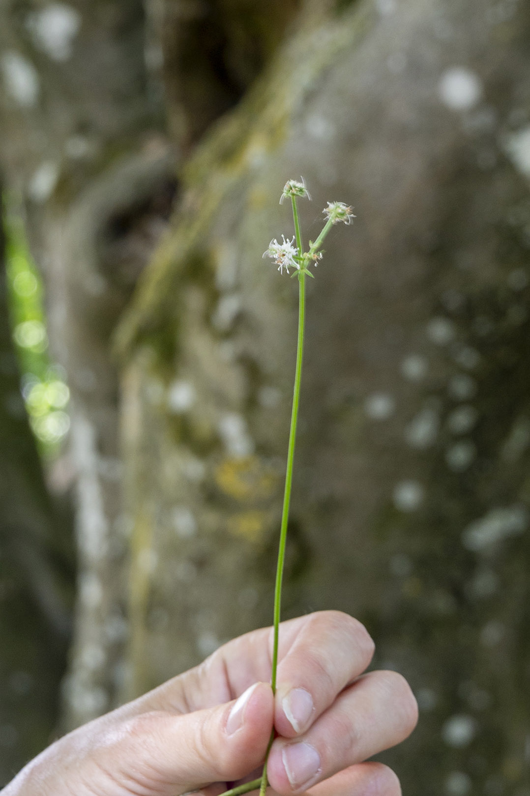 Wald-Sanikel - Foto: Sieglinde Hankele