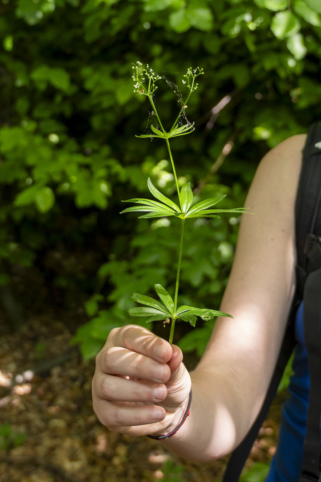 Waldmeister - Foto: Sieglinde Hankele