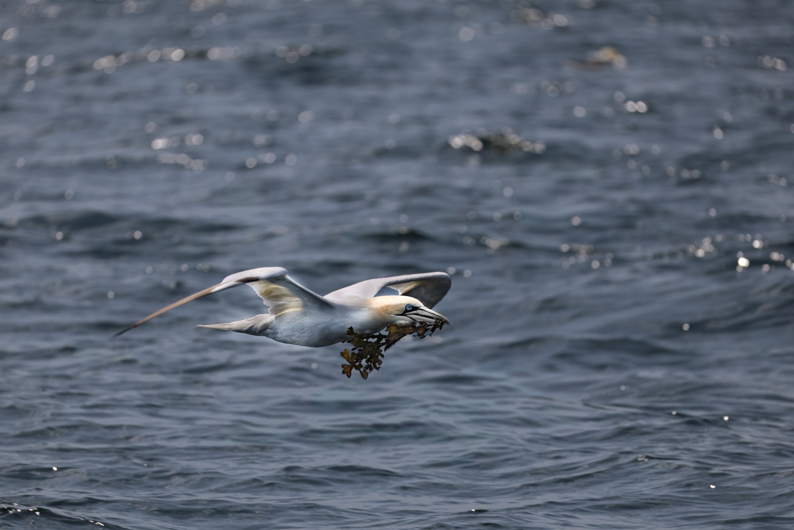 Bewohner von Bass Rock - von Tim Birmann