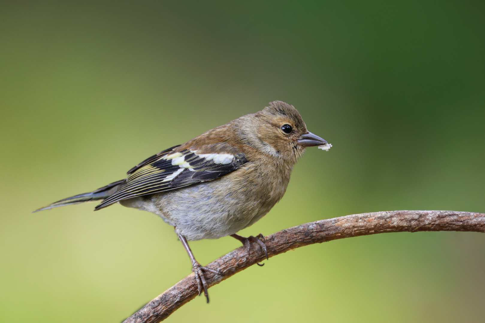 Bild des Monats 03/2026