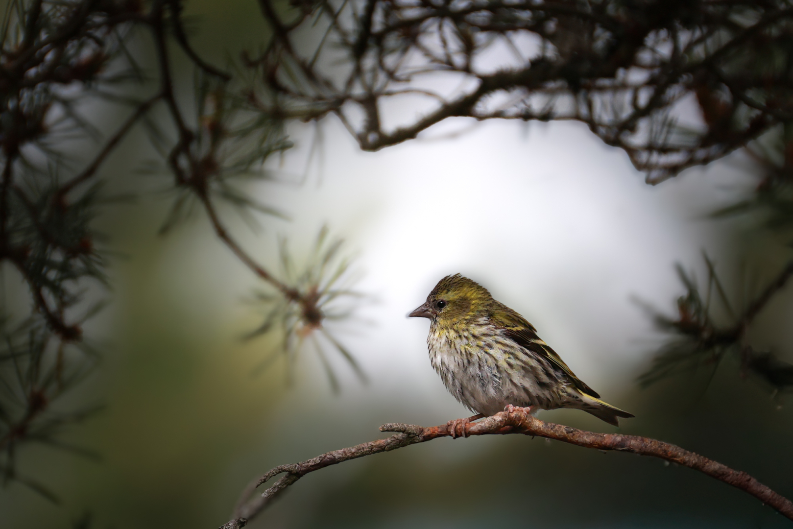 Erlenzeisig - Foto: Tim Birmann