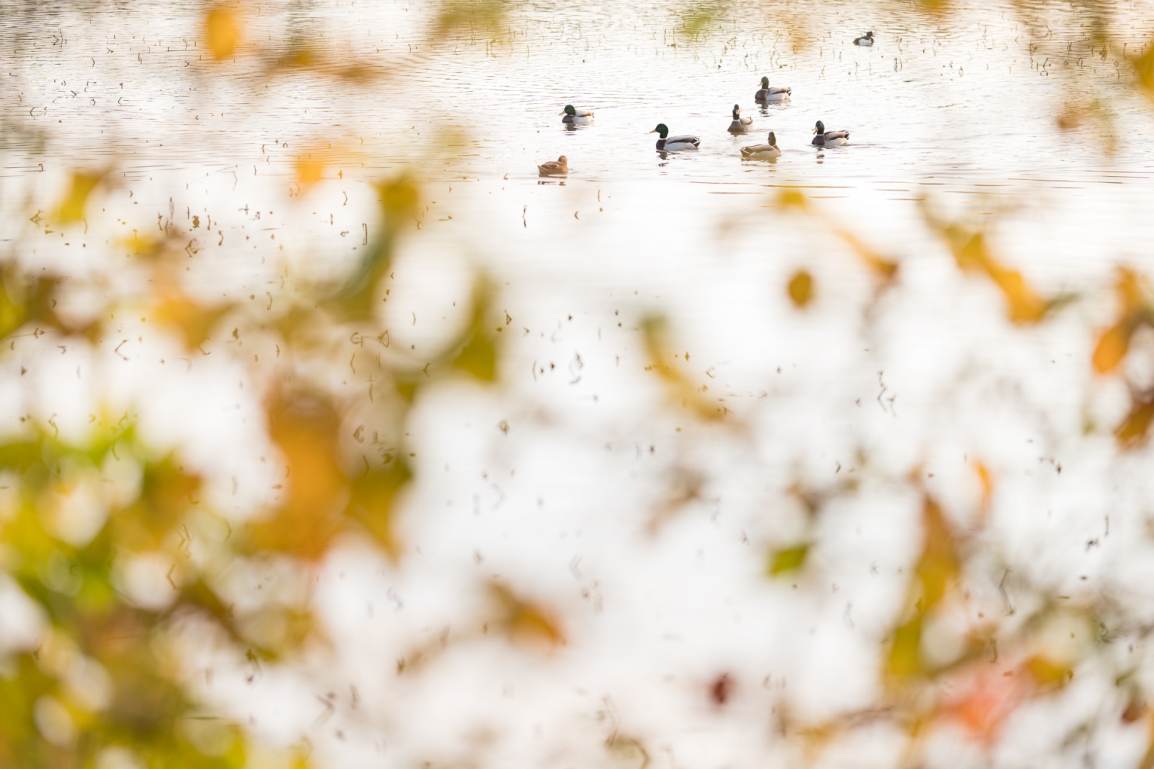 Enten im Herbst - Foto: Torsten Christ