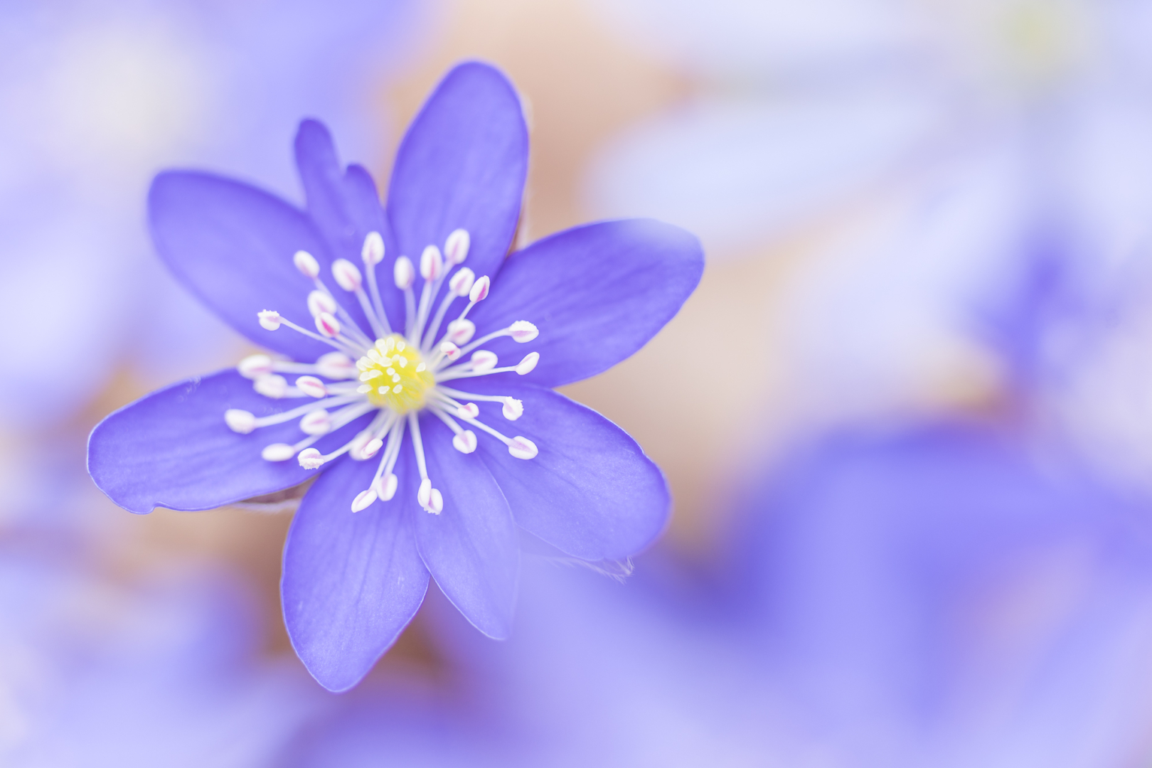 Leberblümchen - von Torsten Christ