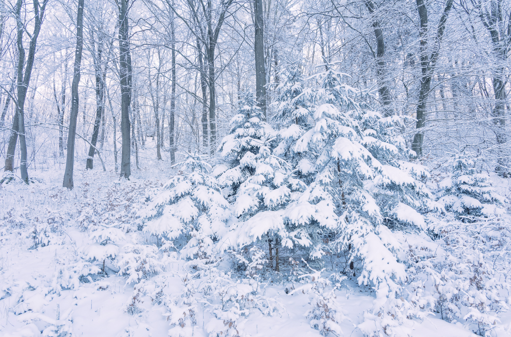 Wintermärchen - von Torsten Christ