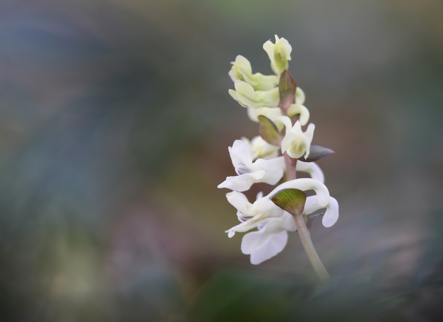 Cordyalis - von Susanne Deinhardt