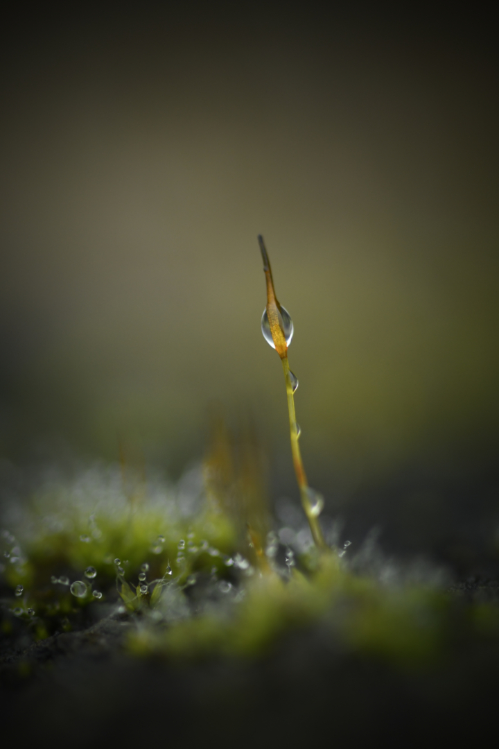 Tröpfchen - von Susanne Deinhardt