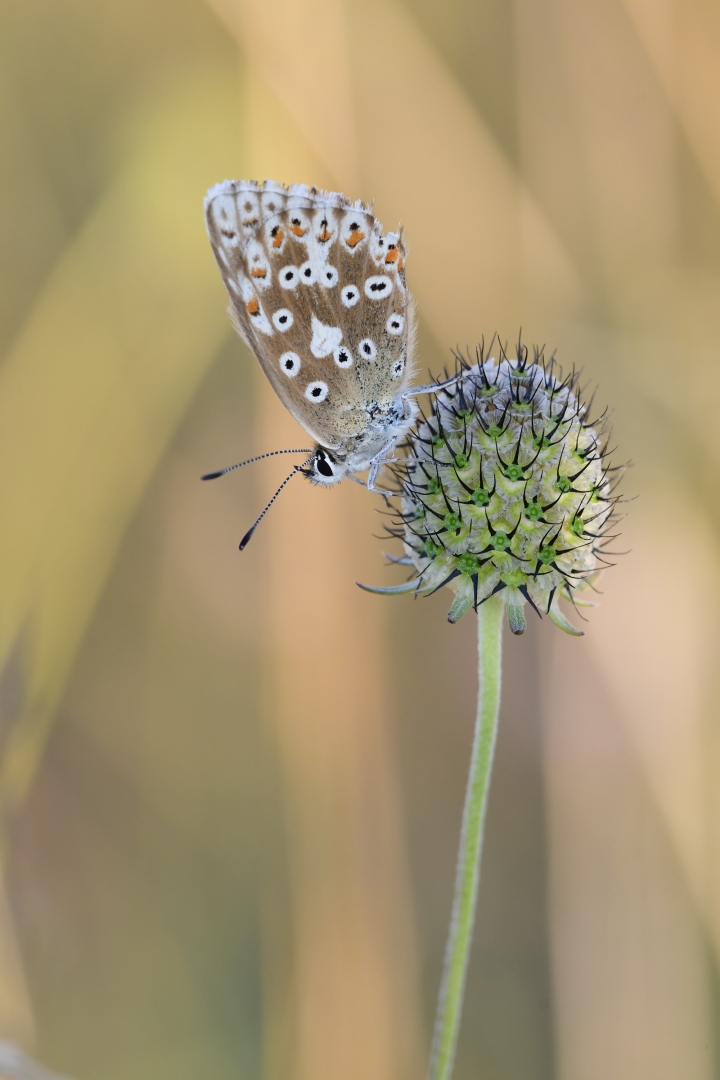 Butterfly - von Susanne Deinhardt