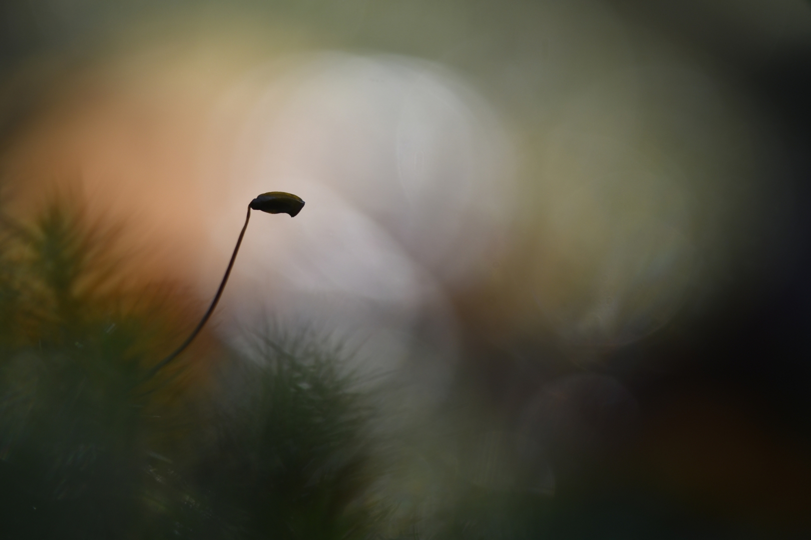Magic Forest - Foto: Susanne Deinhardt