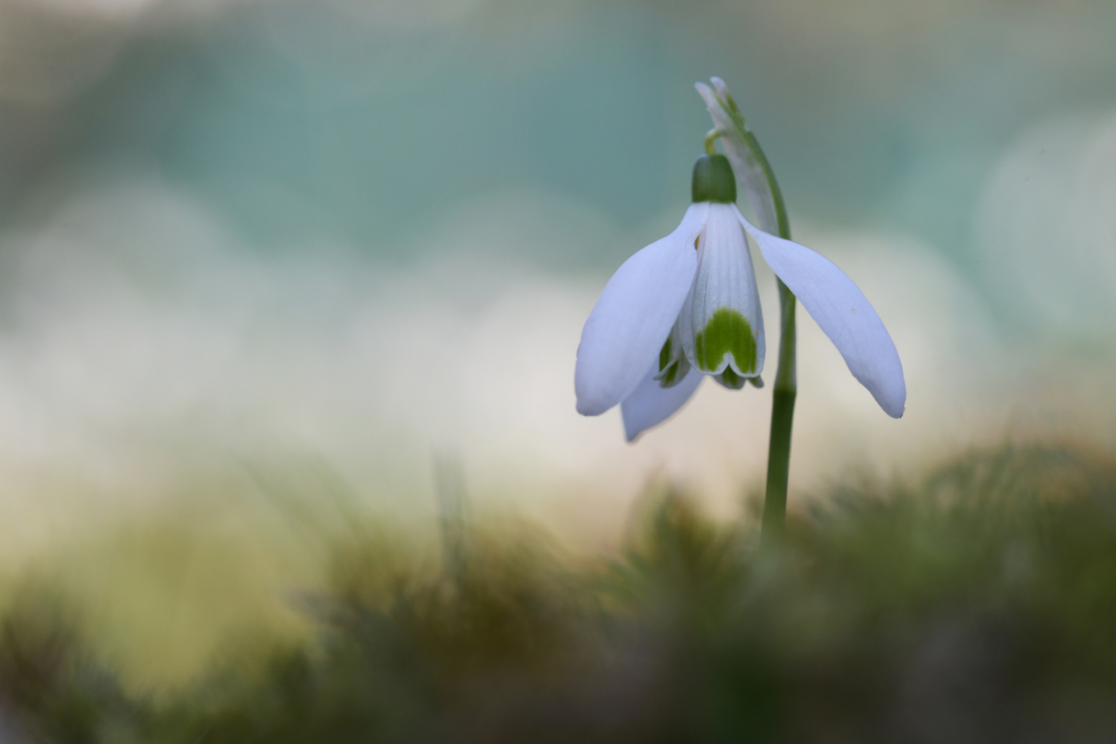 Snowdrop - Foto: Susanne Deinhardt