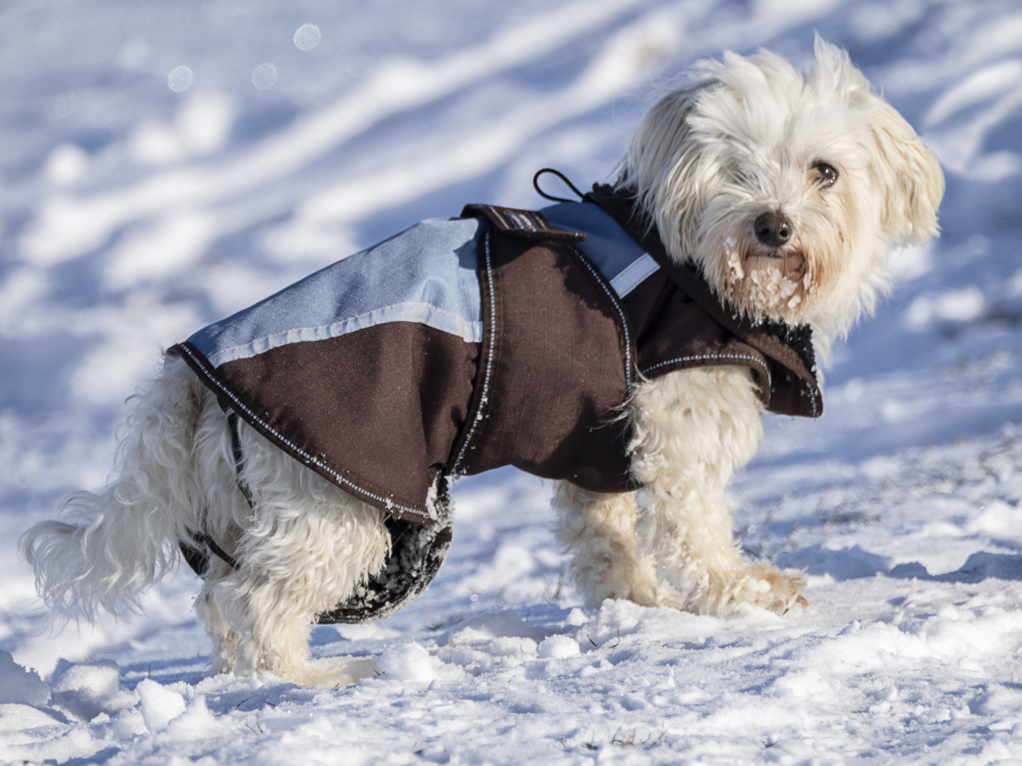 Schneehund - von Oswahl Engelhardt