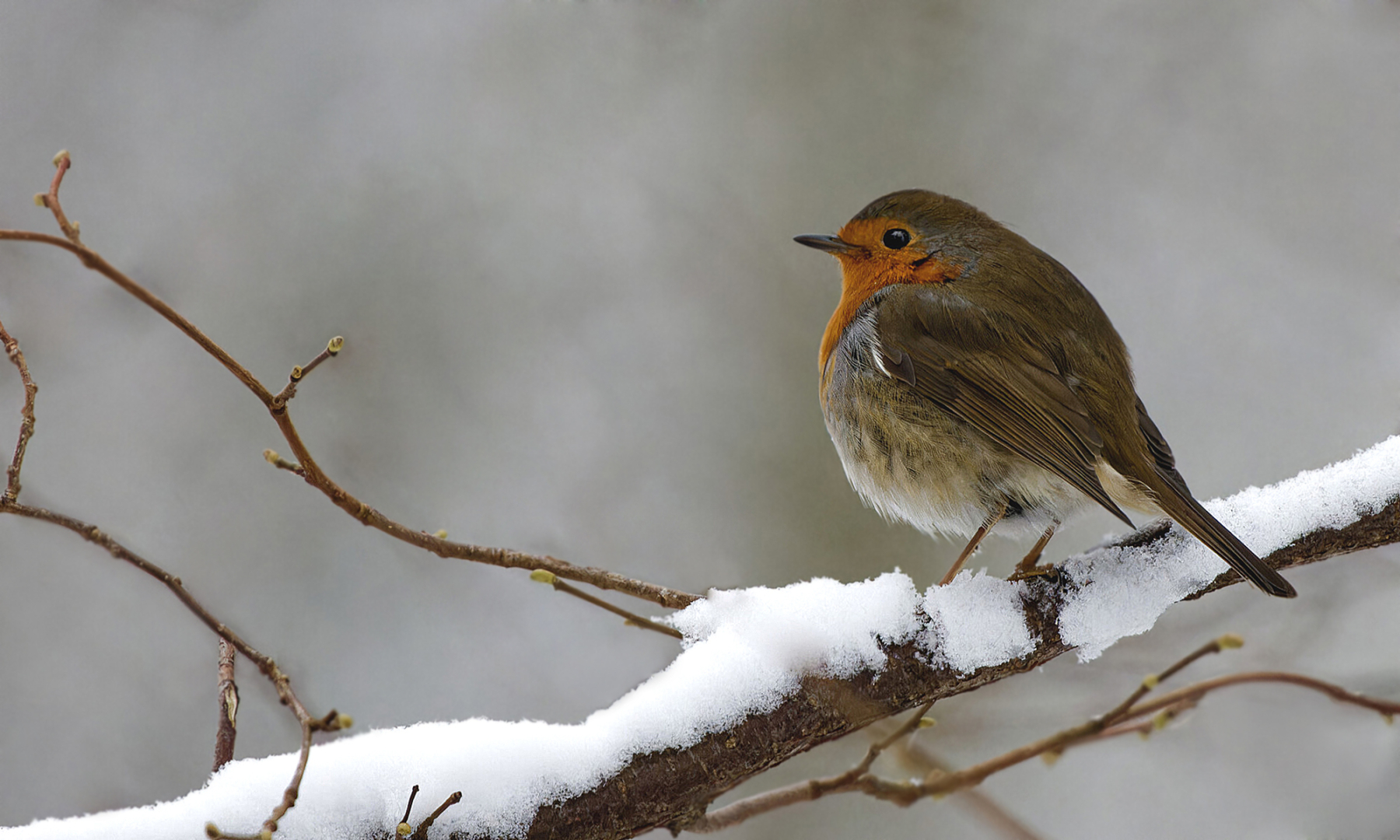 Rotkehlchen – von Erich Hacker