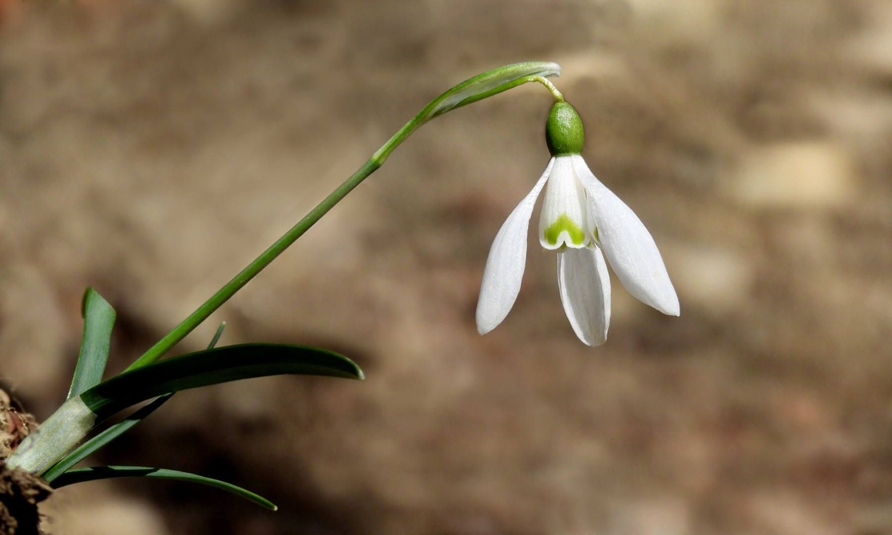 Schneeglöckchen - von Erich Hacker