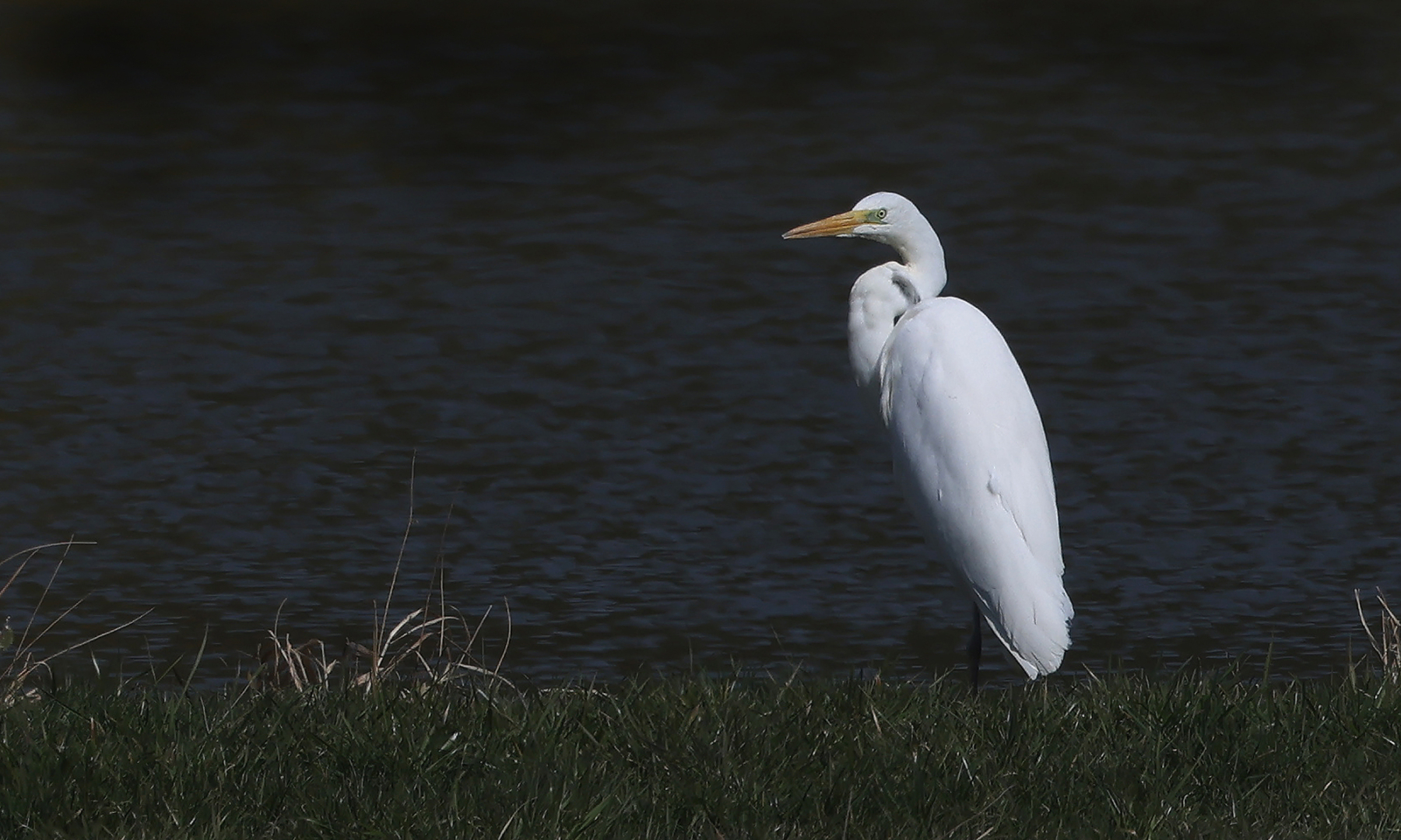 Silberreiher - Foto: Erich Hacker