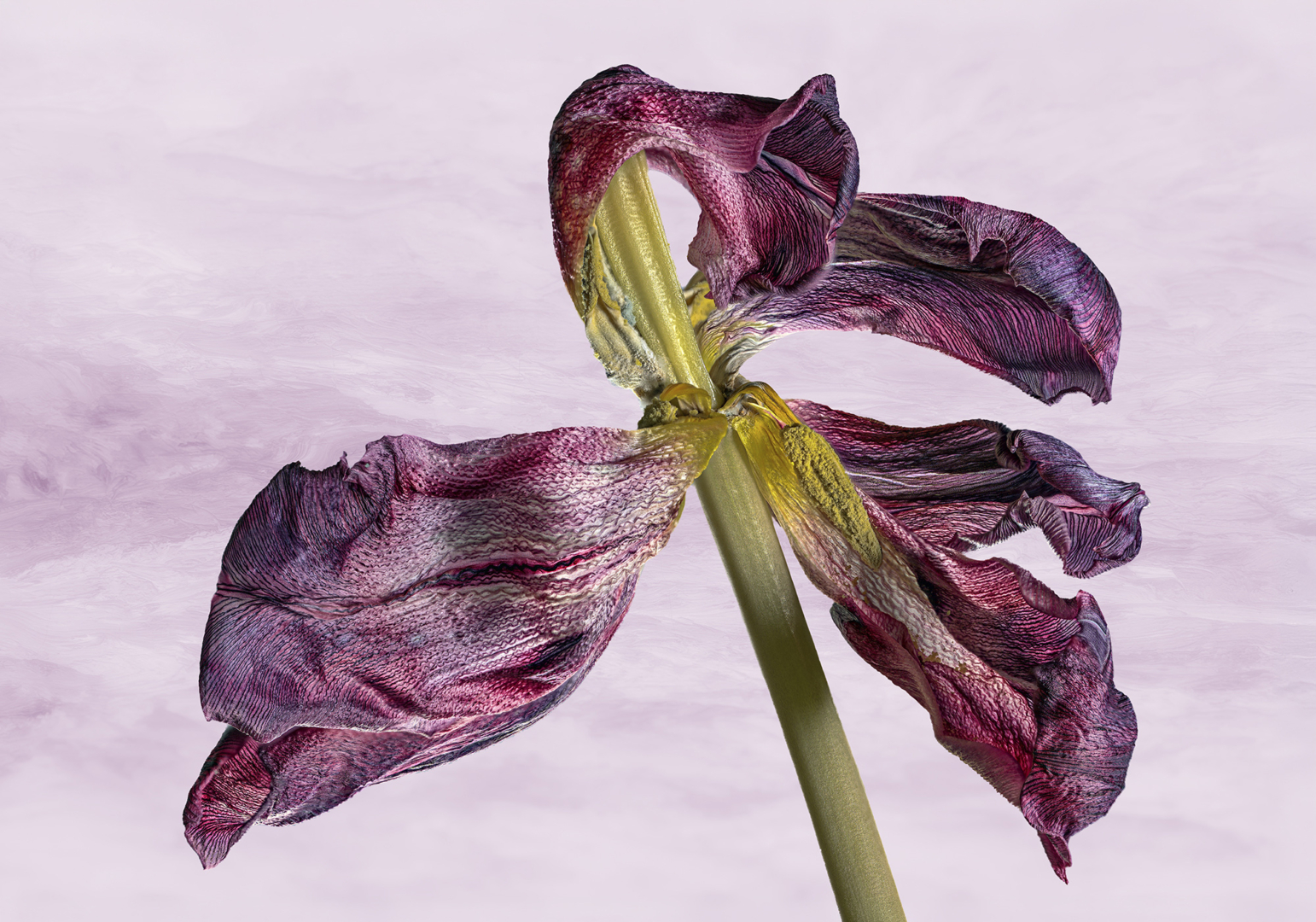 Tulpenstudie - von Johannes Heumann