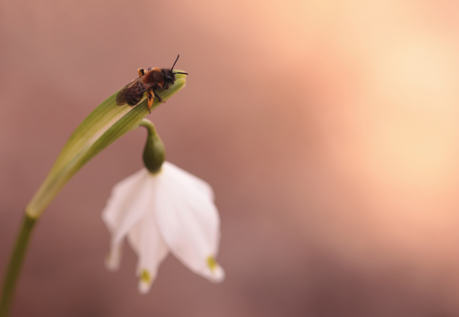 Frühlingserwachen - von Edith Sichtar