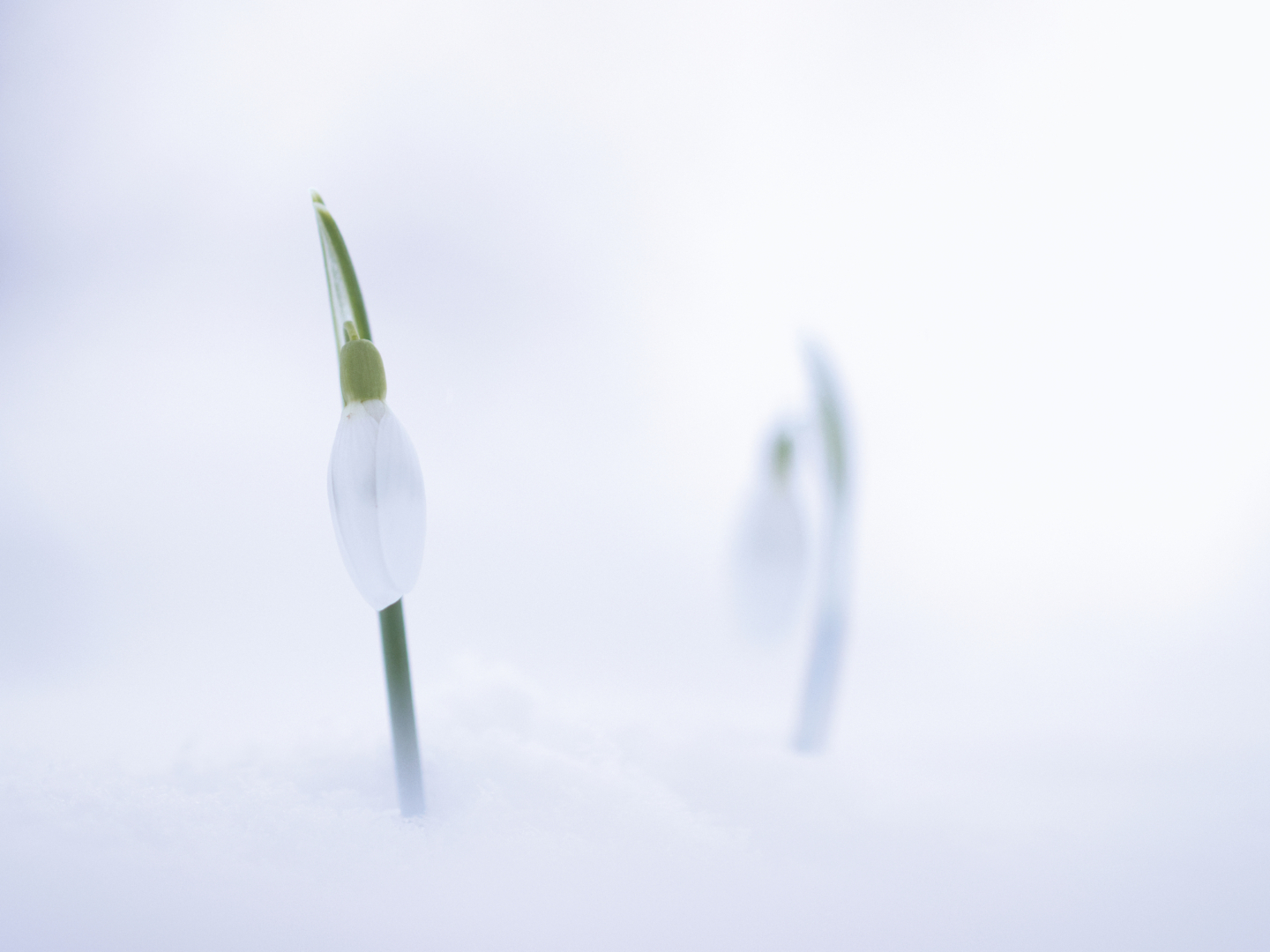 Weiß im Schnee - von Edith Sichtar