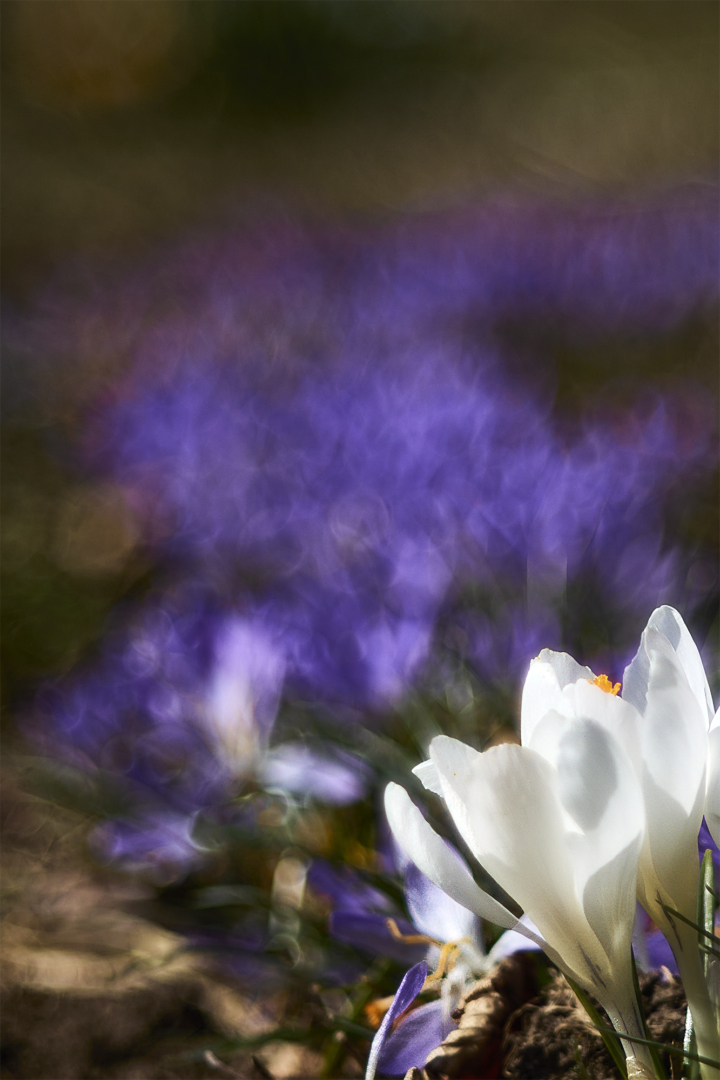 Krokusse - Foto: Hermann Waltz