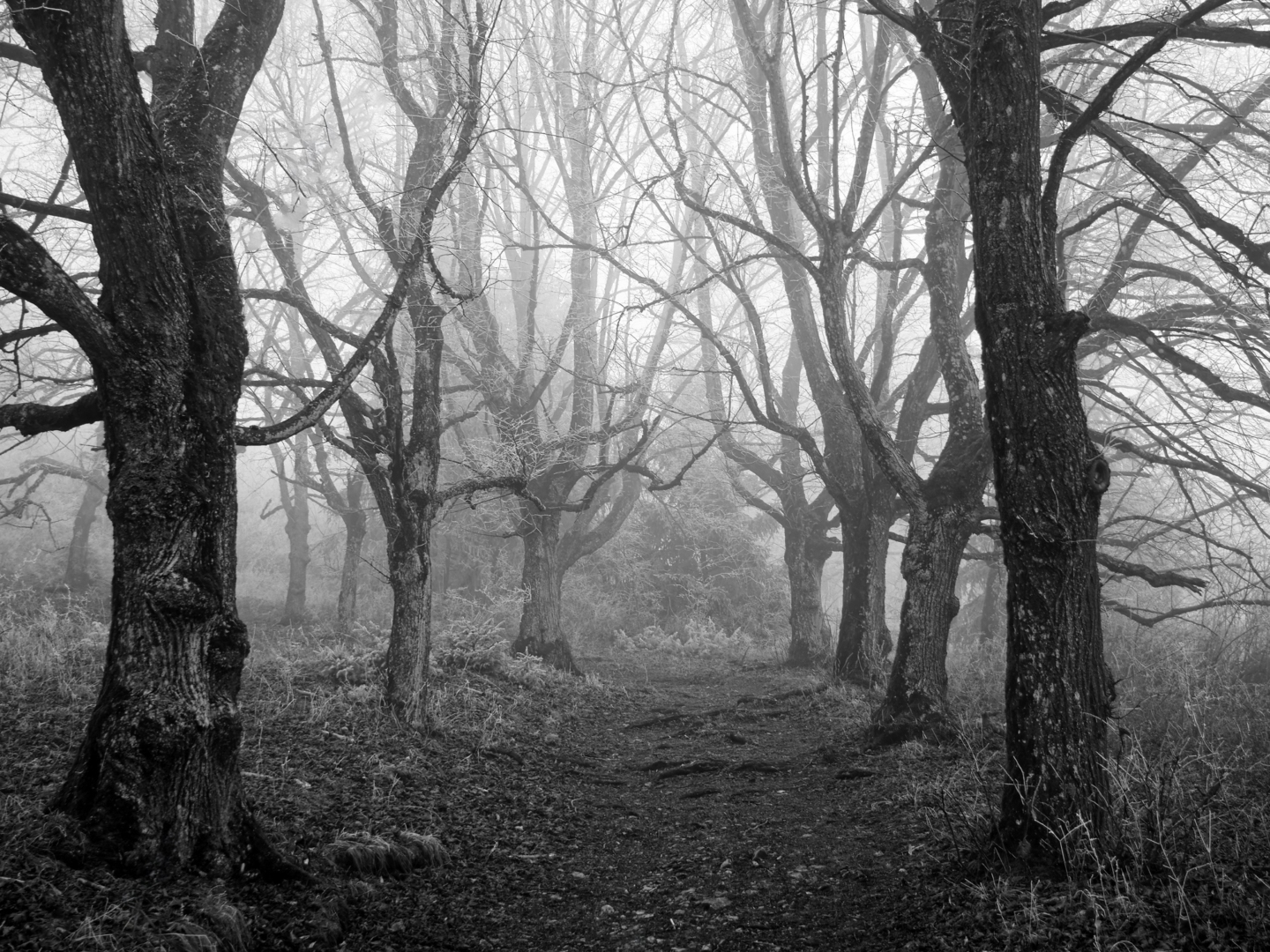 Lindenallee - von Friedrich Weigel