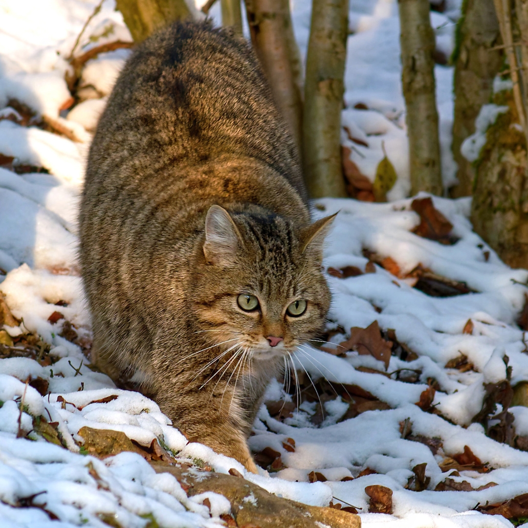 Wildkatze - von Friedrich Weigel