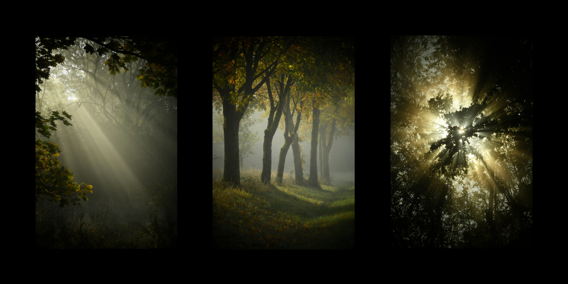 magic forest - Annahme für Susanne Deinhardt
