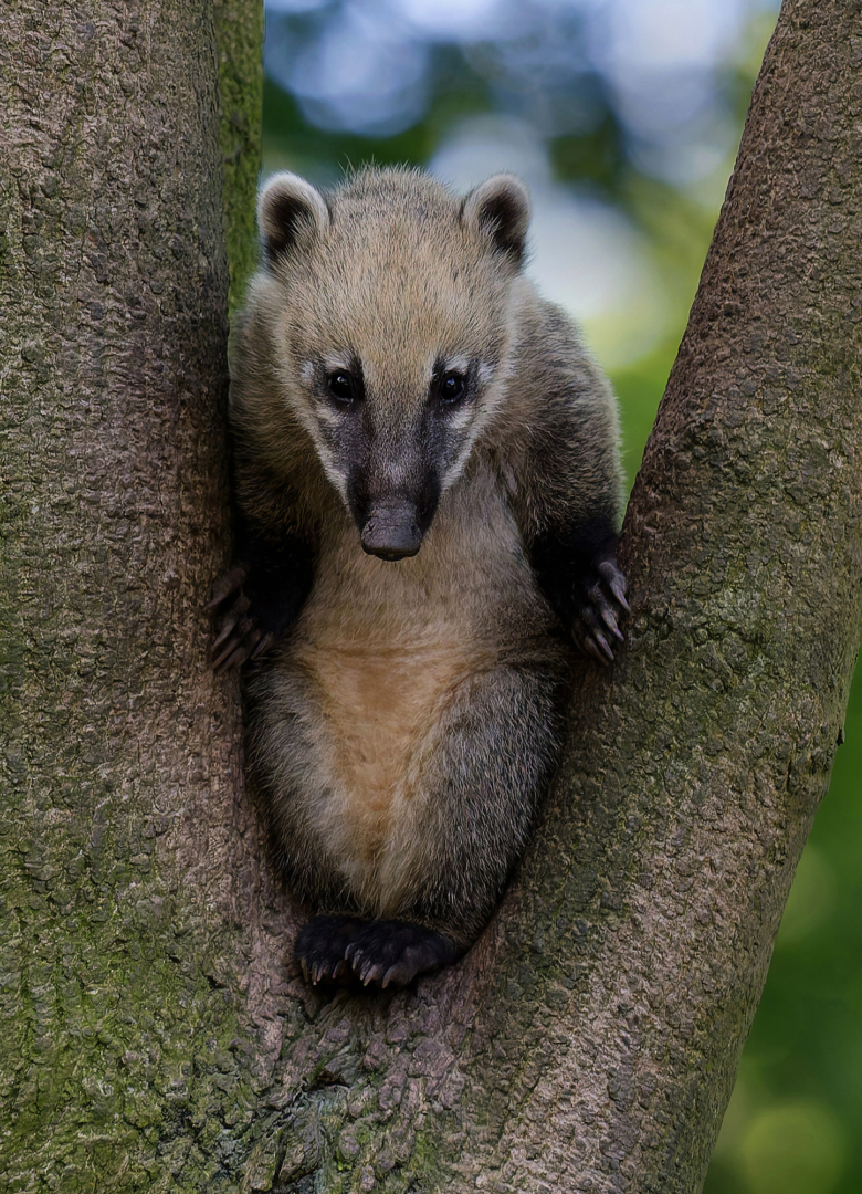Nasenbär - Annahme für Friedrich Weigel