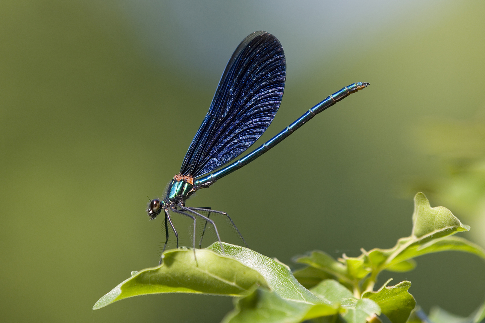 Blauflügel-Prachtlibelle - Annahme für Erich Hacker
