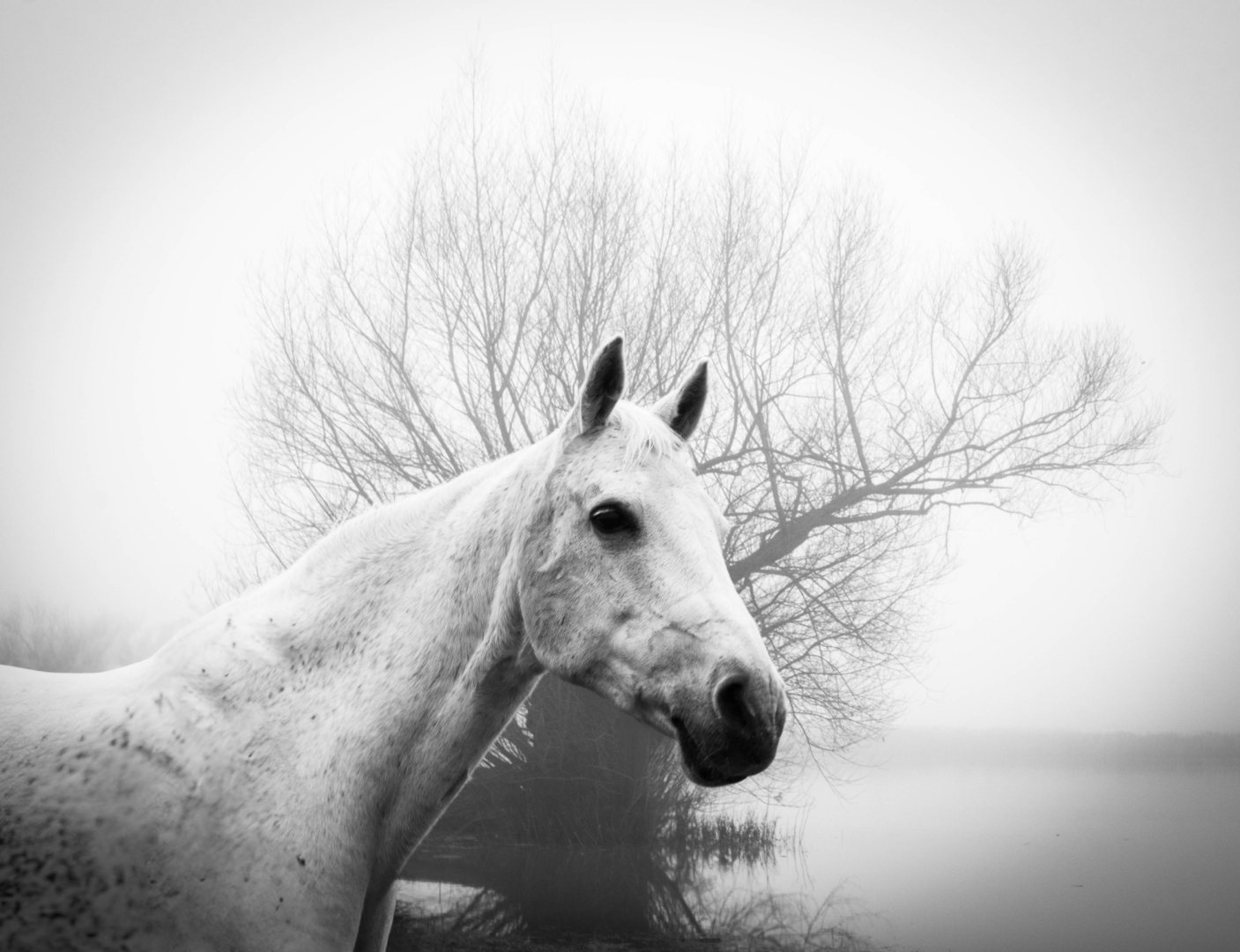 Artax - Foto: Marina Becker