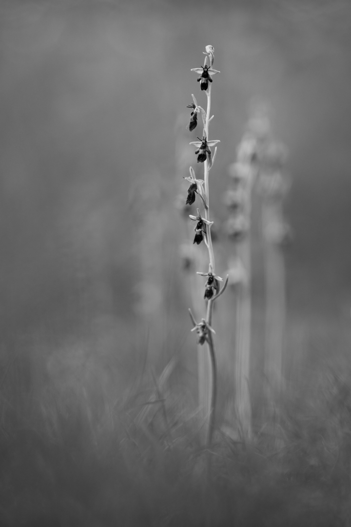 Fliegenragwurz - Foto: Torsten Christ