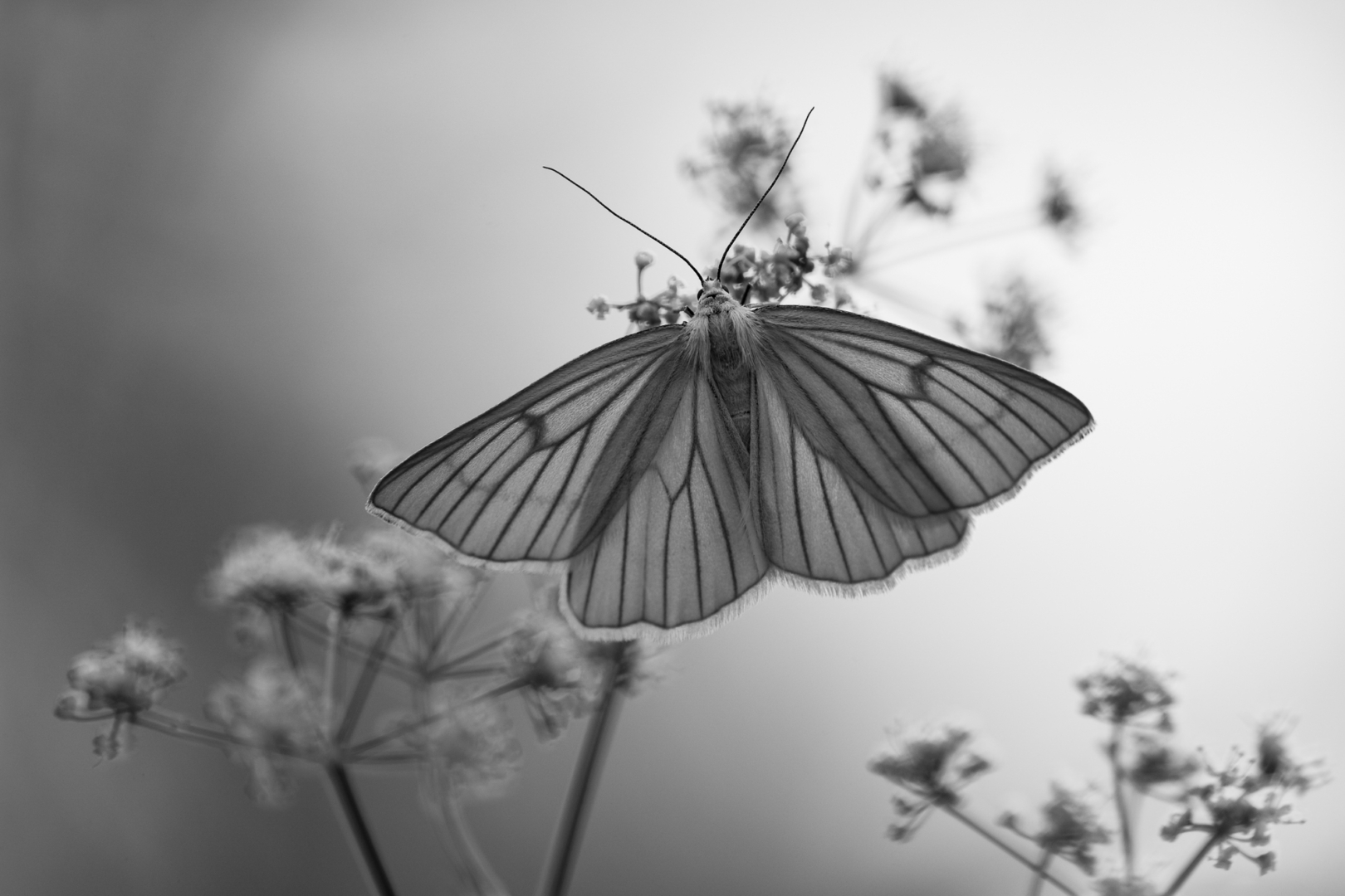 Hartheu-Spanner - Foto: Torsten Christ