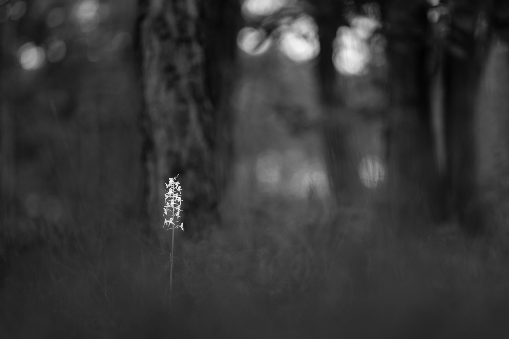 Waldhyazinthe - von Torsten Christ