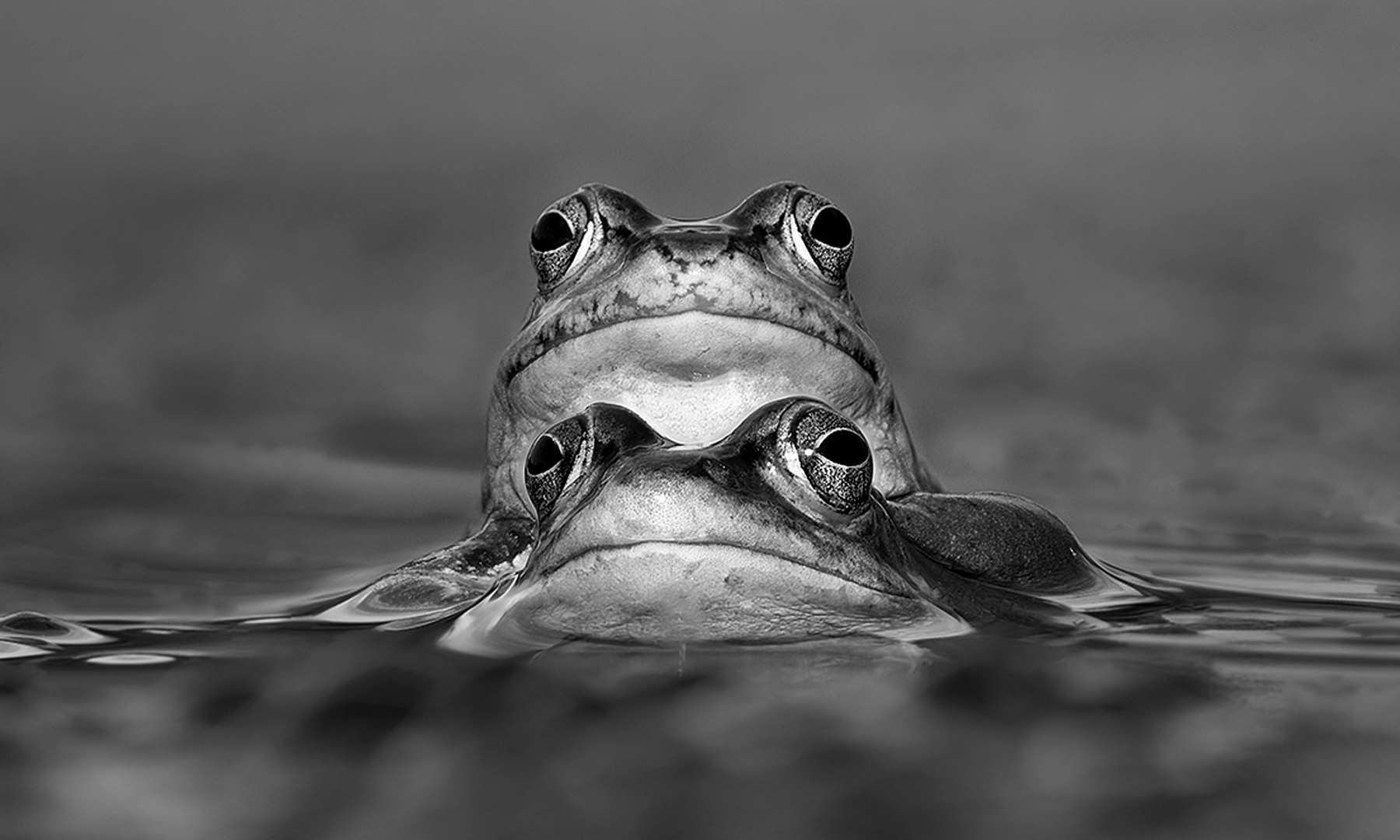 Guckst du - Foto: Erich Hacker