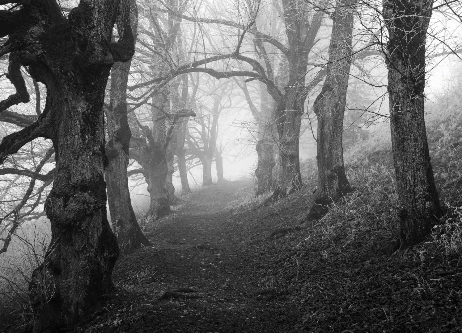 Lindenallee - von Friedrich Weigel