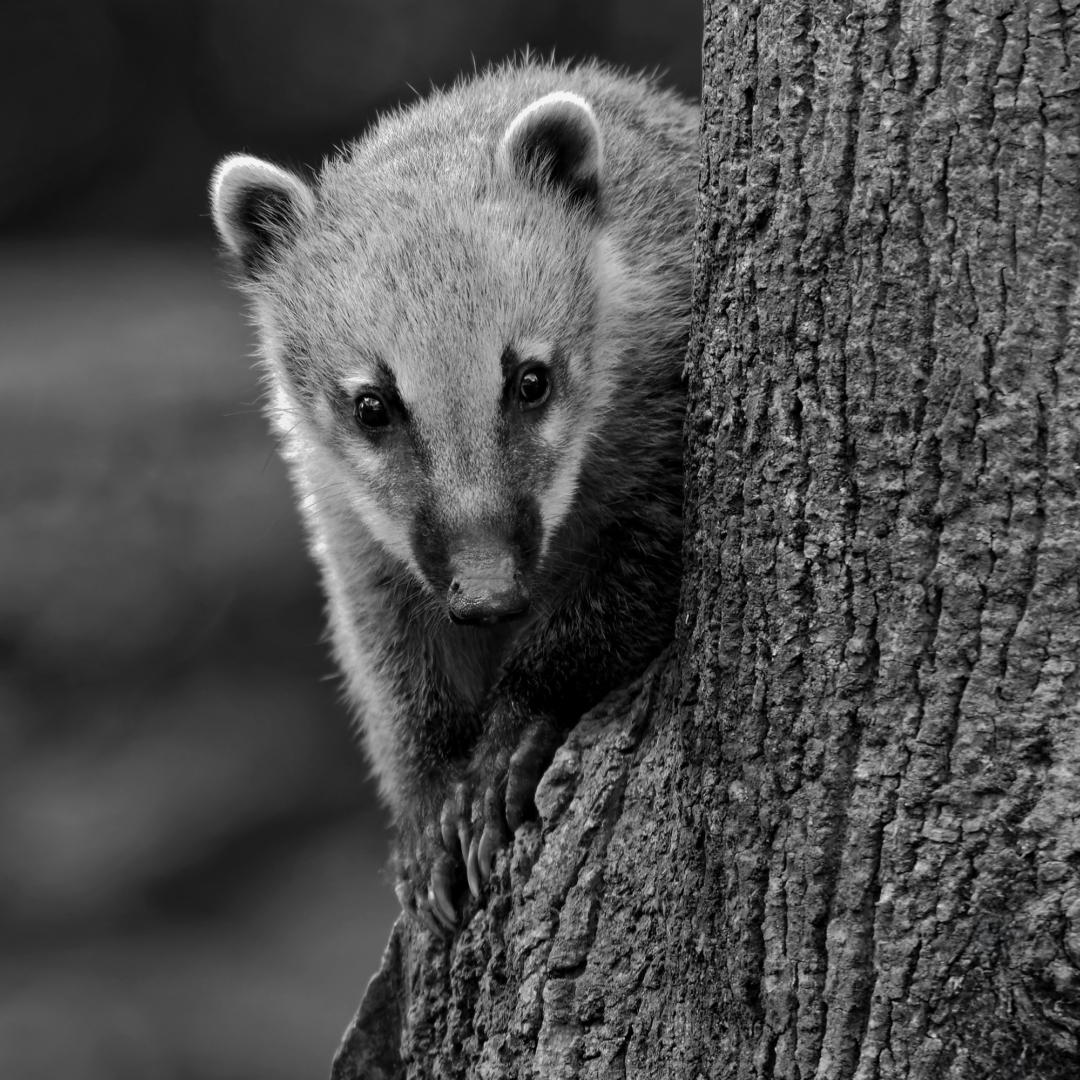 Nasenbär - Foto: Friedrich Weigel